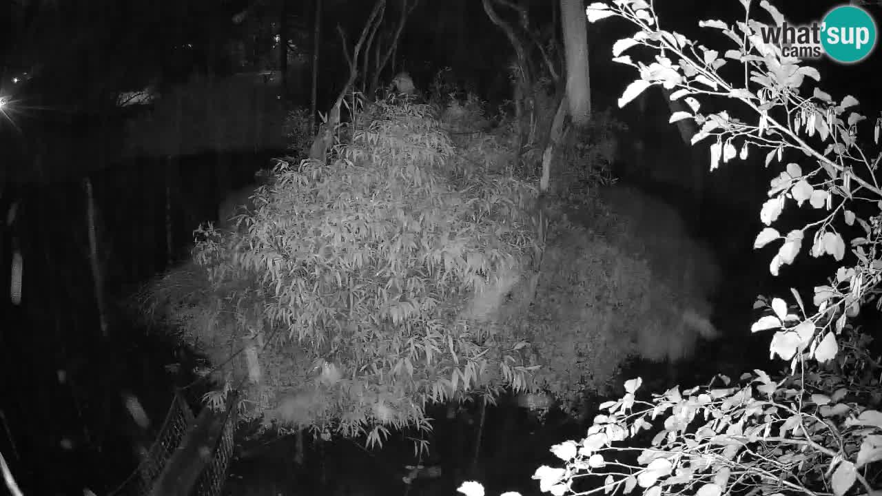 Gibbon à joues jaunes Zoo Ljubljana live cam
