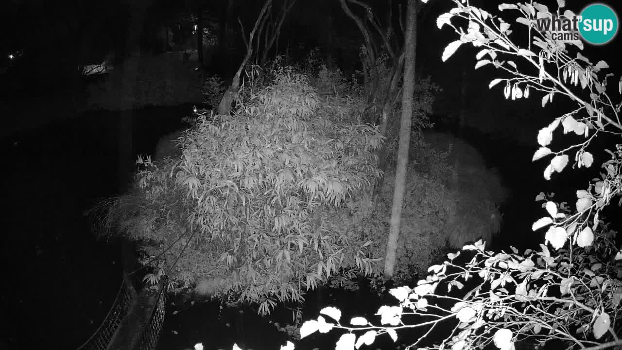 Südlicher Gelbwangen-Schopfgibbon Zoo Ljubljana webcam