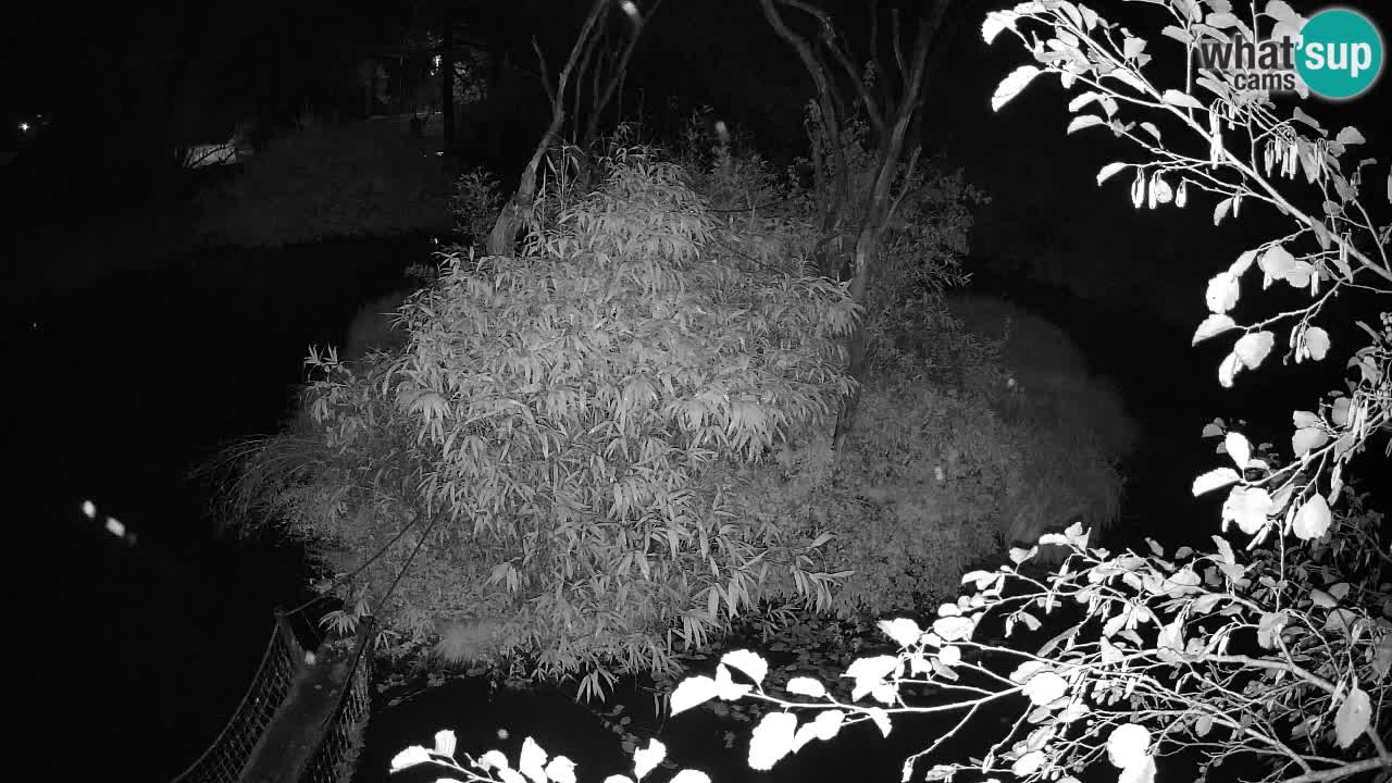Yellow-cheeked gibbon Zoo Ljubljana livecam