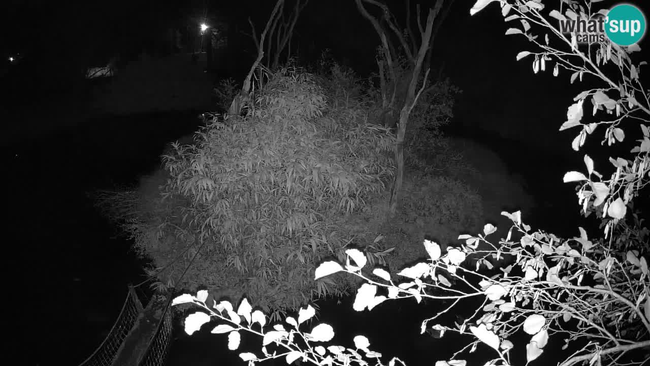 Südlicher Gelbwangen-Schopfgibbon Zoo Ljubljana webcam