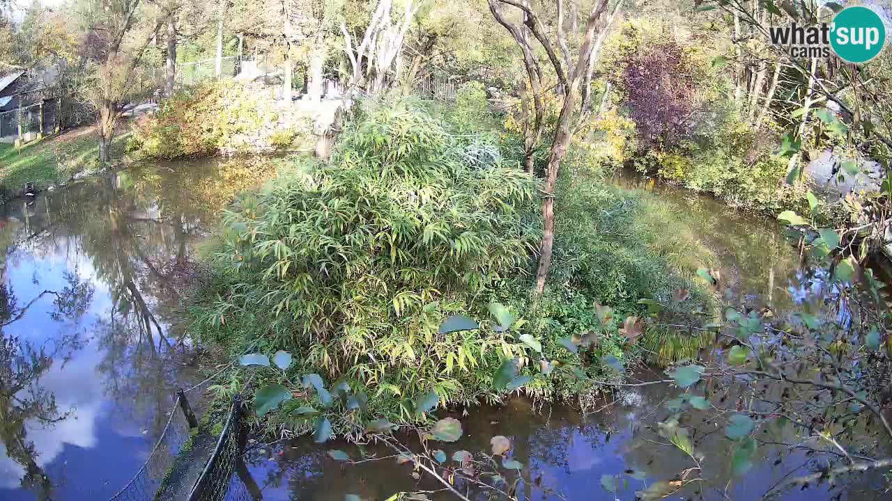 Gibbon à joues jaunes Zoo Ljubljana live cam