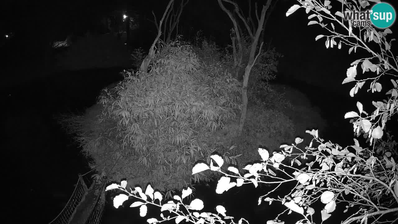 Gibbon à joues jaunes Zoo Ljubljana live cam