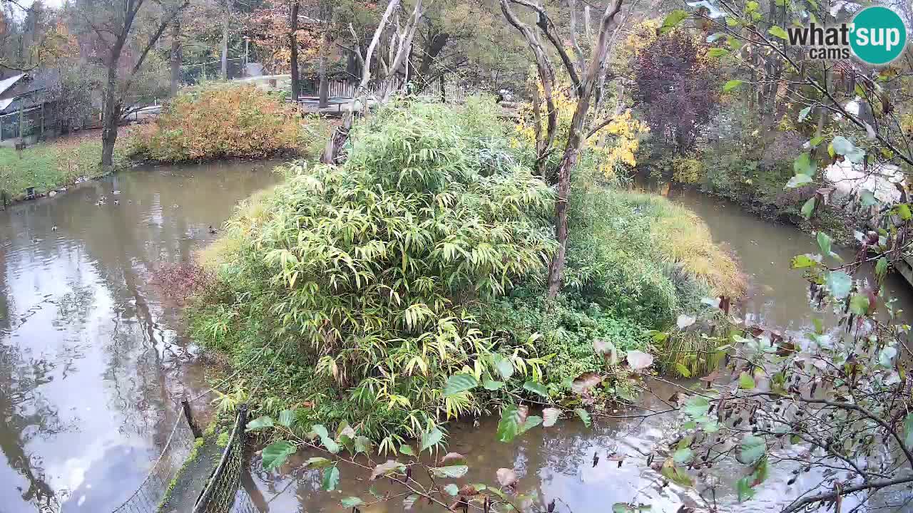 Gibbon à joues jaunes Zoo Ljubljana live cam