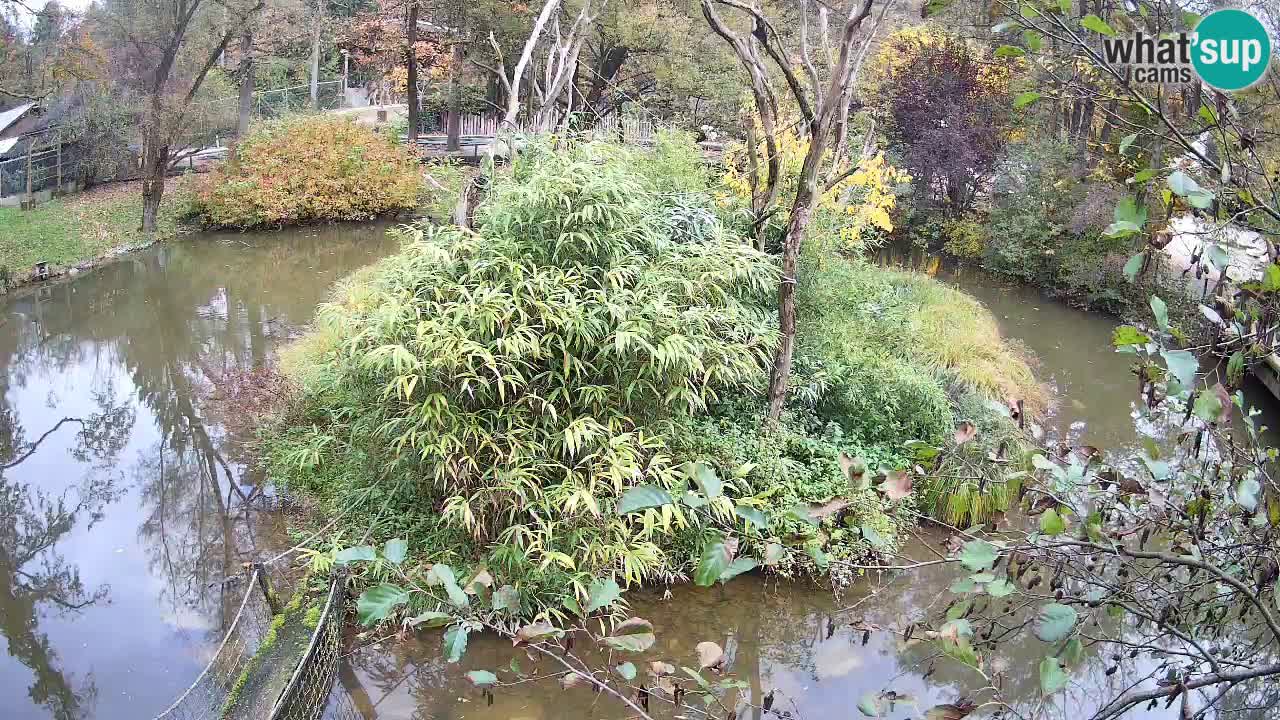 Gibon – Nomascus gabriellae – Zoo Ljubljana web kamera