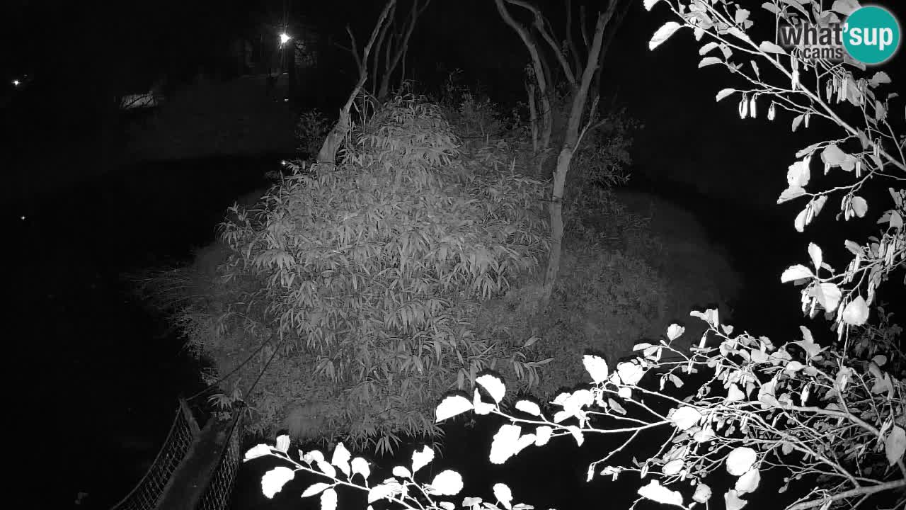Südlicher Gelbwangen-Schopfgibbon Zoo Ljubljana webcam