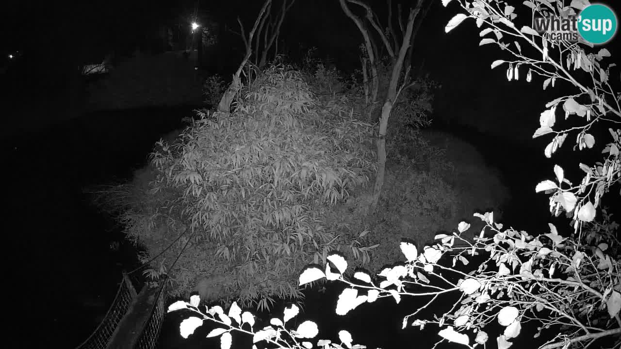 Yellow-cheeked gibbon Zoo Ljubljana livecam