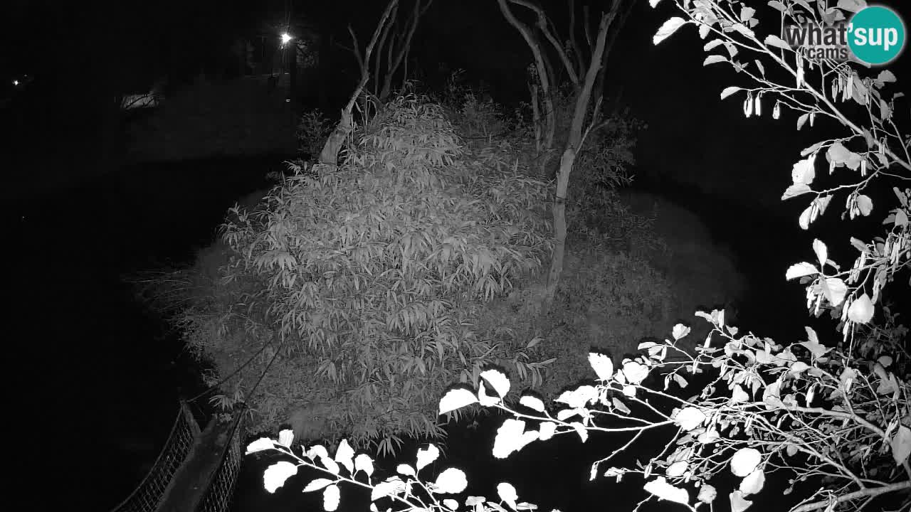Südlicher Gelbwangen-Schopfgibbon Zoo Ljubljana webcam