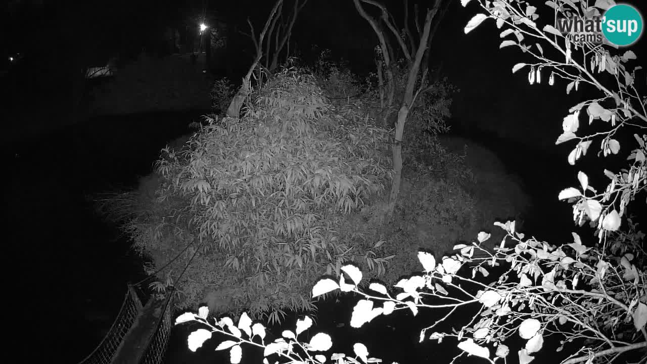 Yellow-cheeked gibbon Zoo Ljubljana livecam