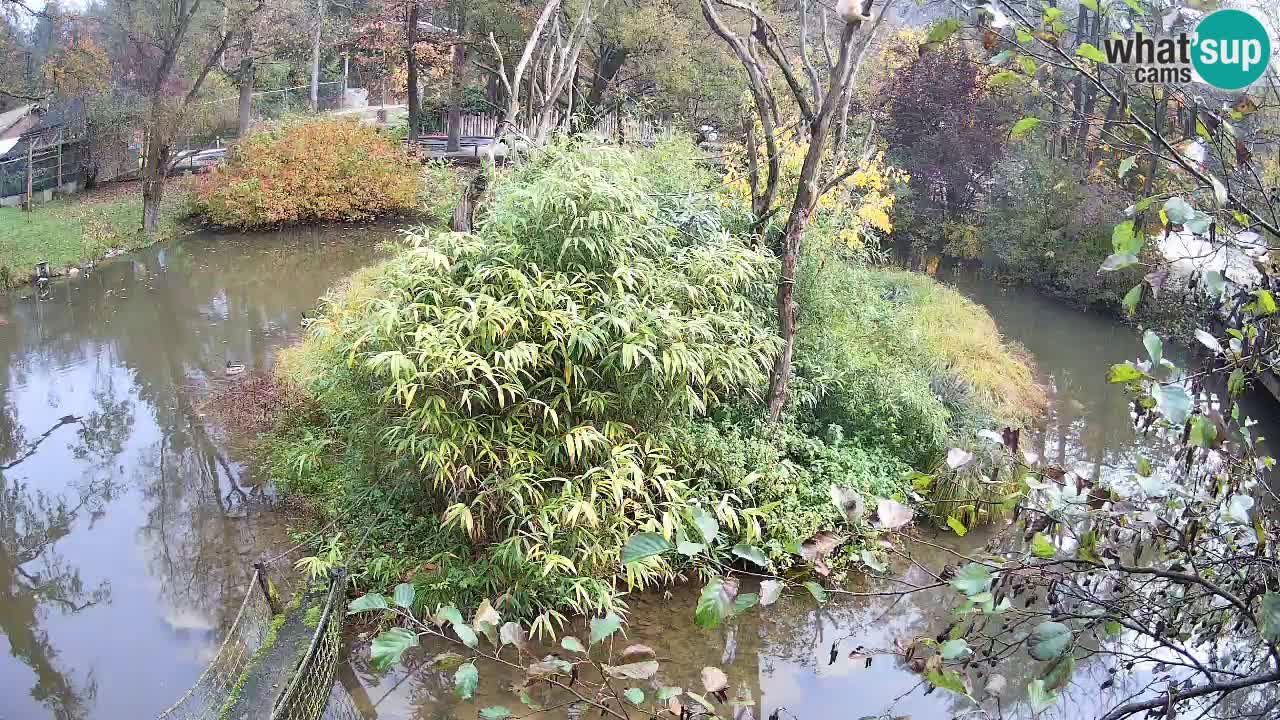Südlicher Gelbwangen-Schopfgibbon Zoo Ljubljana webcam