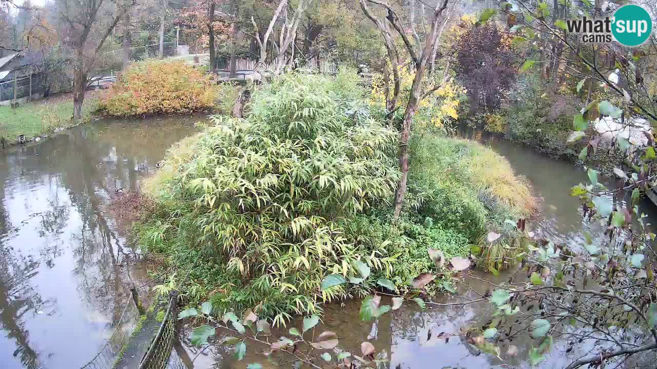 Südlicher Gelbwangen-Schopfgibbon Zoo Ljubljana webcam