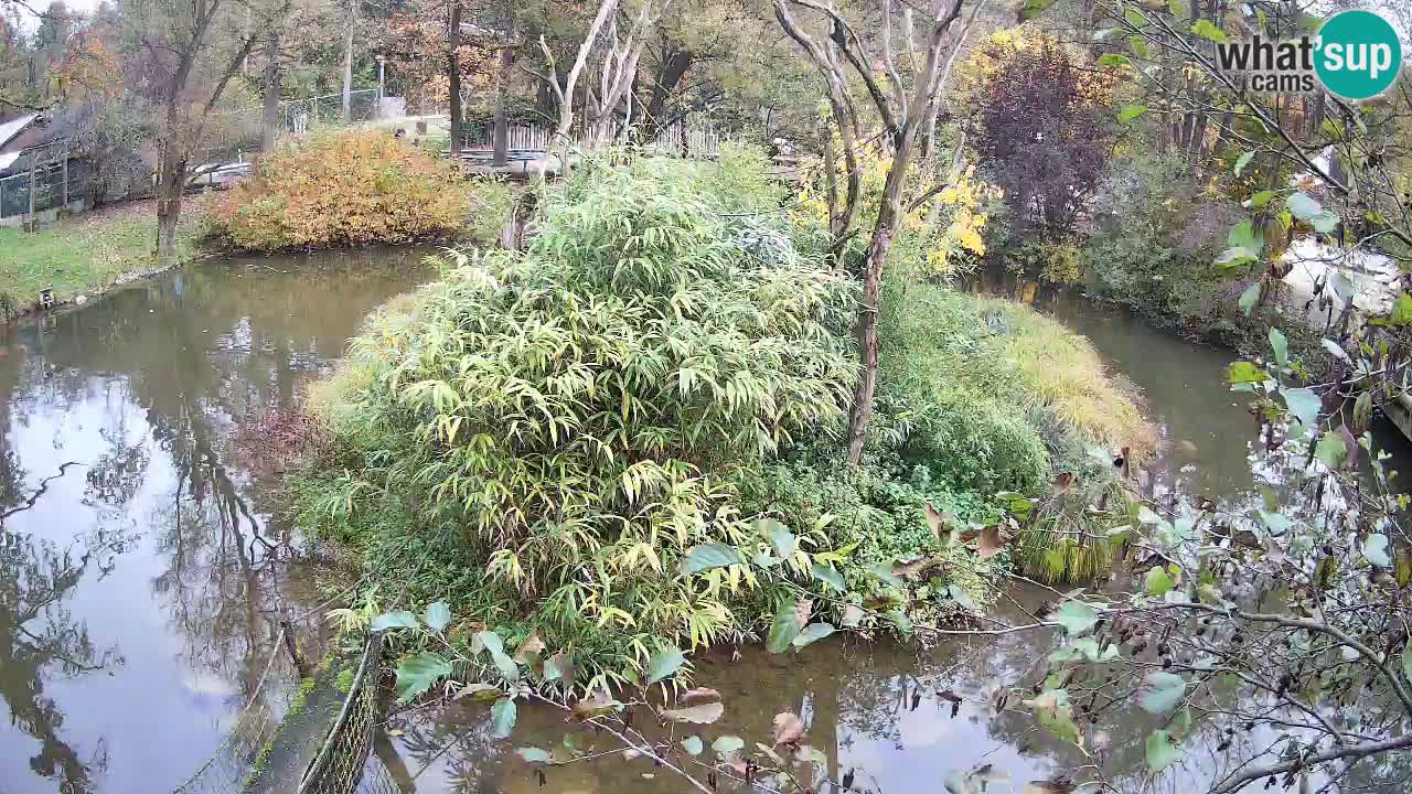 Südlicher Gelbwangen-Schopfgibbon Zoo Ljubljana webcam