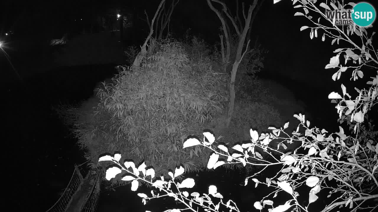 Südlicher Gelbwangen-Schopfgibbon Zoo Ljubljana webcam