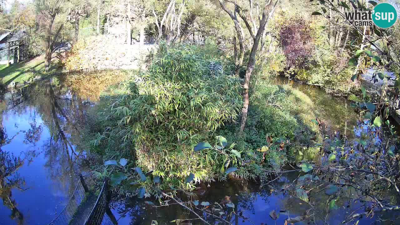 Gibbone dalle guance rosa nello ZOO di Ljubljana