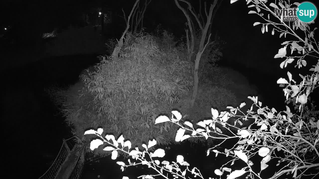 Gibbone dalle guance rosa nello ZOO di Ljubljana