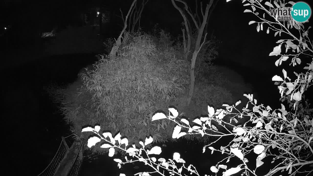 Yellow-cheeked gibbon Zoo Ljubljana livecam