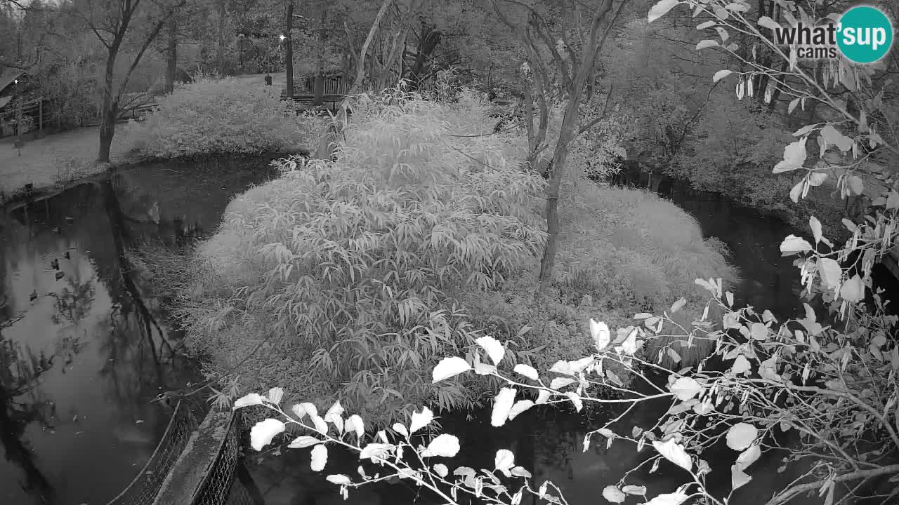 Gibbone dalle guance rosa nello ZOO di Ljubljana