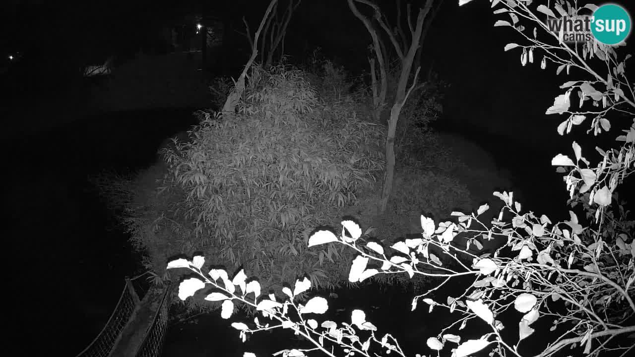 Yellow-cheeked gibbon Zoo Ljubljana livecam