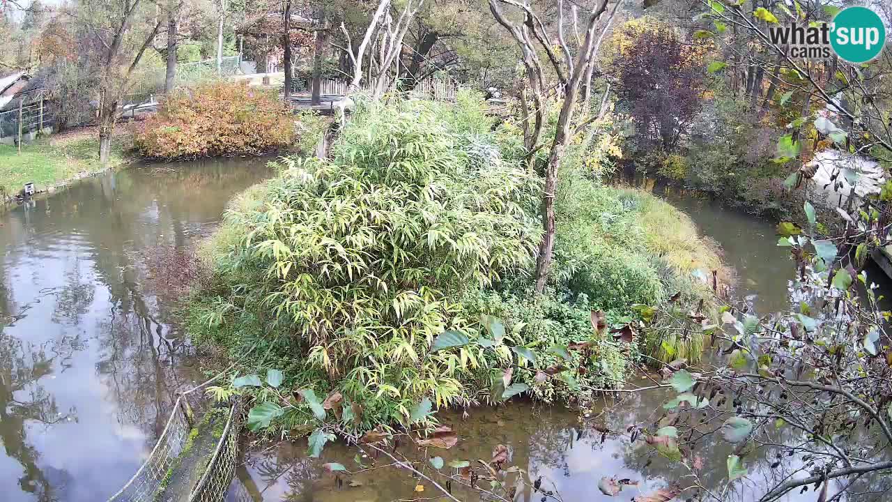 Gibbone dalle guance rosa nello ZOO di Ljubljana