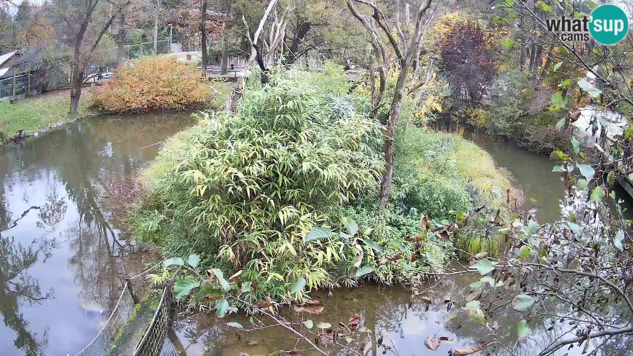 Gibbon à joues jaunes Zoo Ljubljana live cam