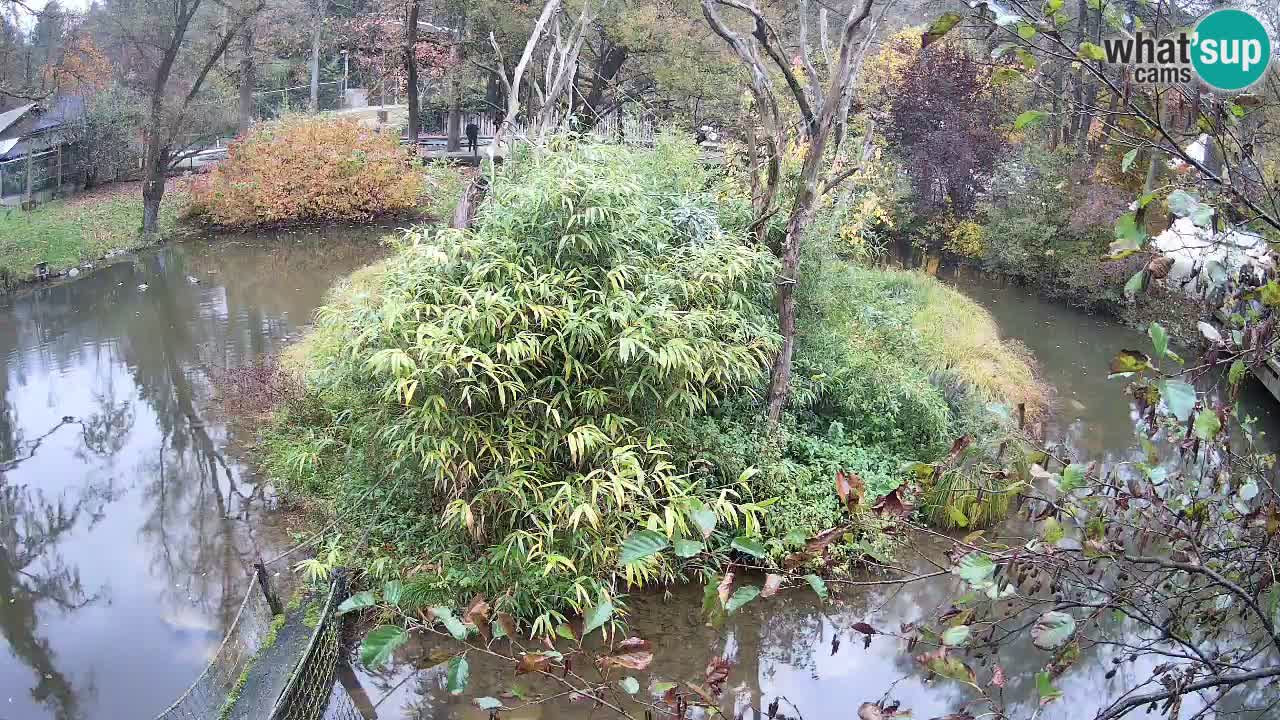 Gibbone dalle guance rosa nello ZOO di Ljubljana