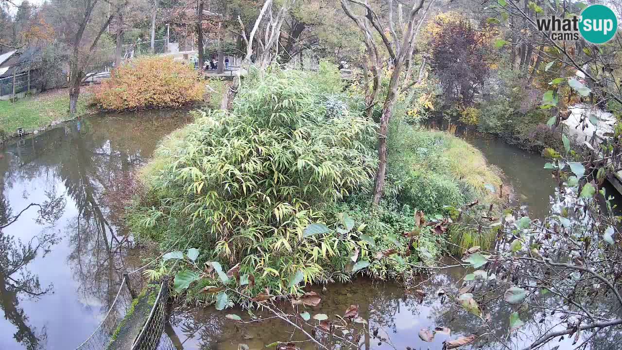 Gibbone dalle guance rosa nello ZOO di Ljubljana