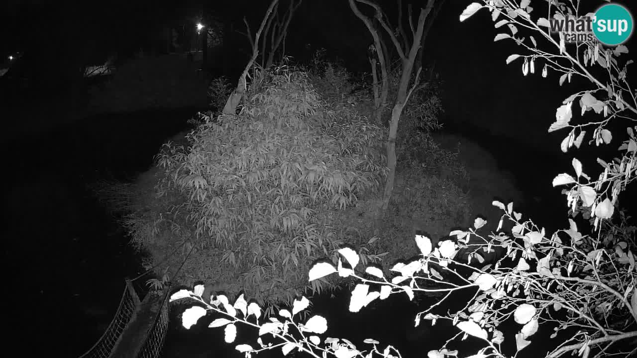 Gibon – Nomascus gabriellae – Zoo Ljubljana web kamera