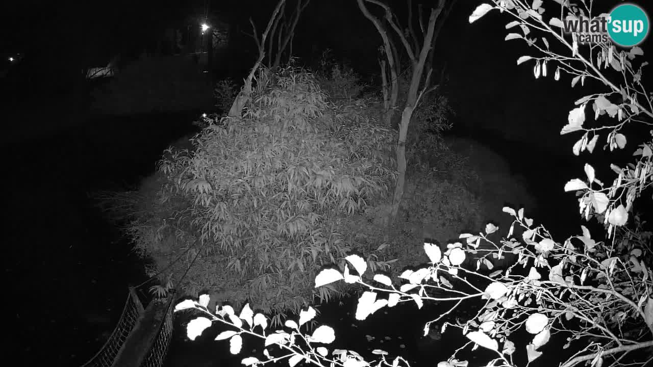 Gibon – Nomascus gabriellae – Zoo Ljubljana web kamera