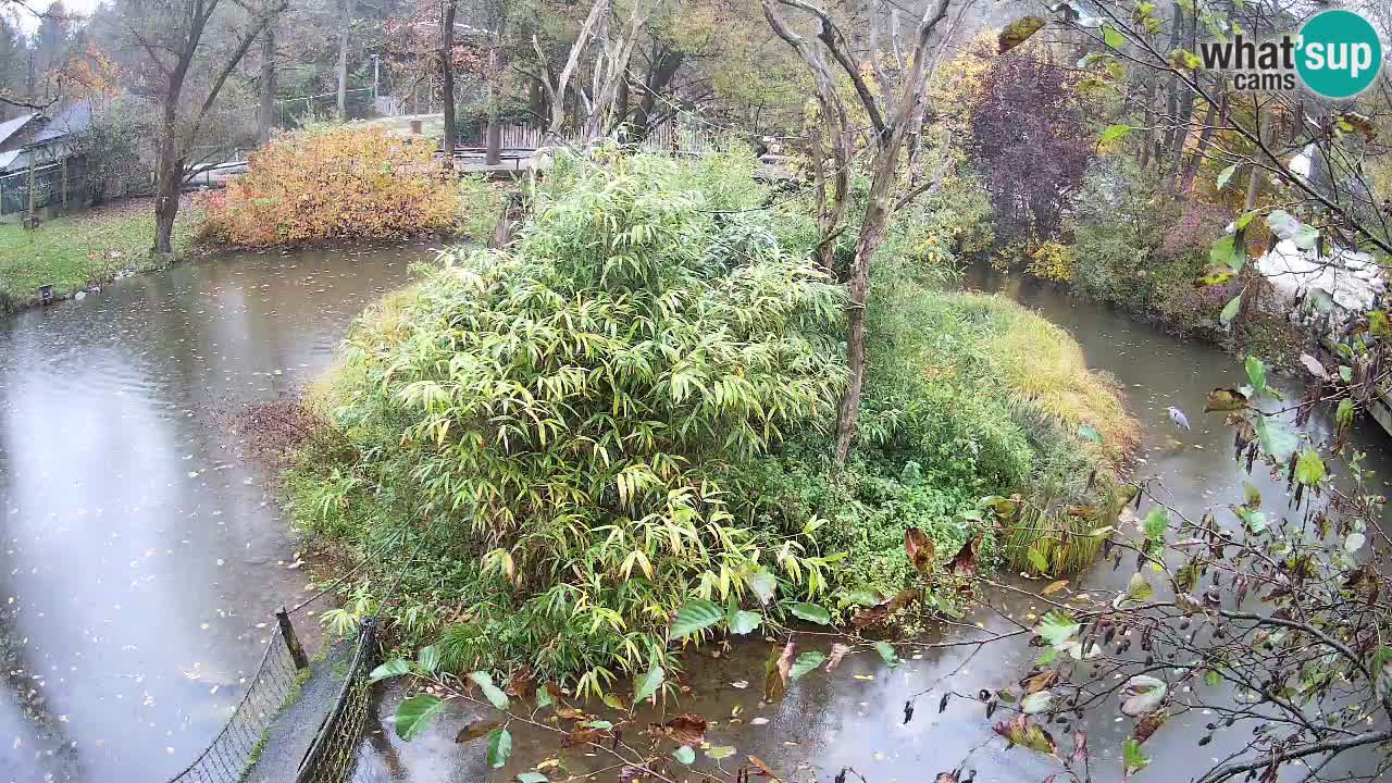 Gibbone dalle guance rosa nello ZOO di Ljubljana
