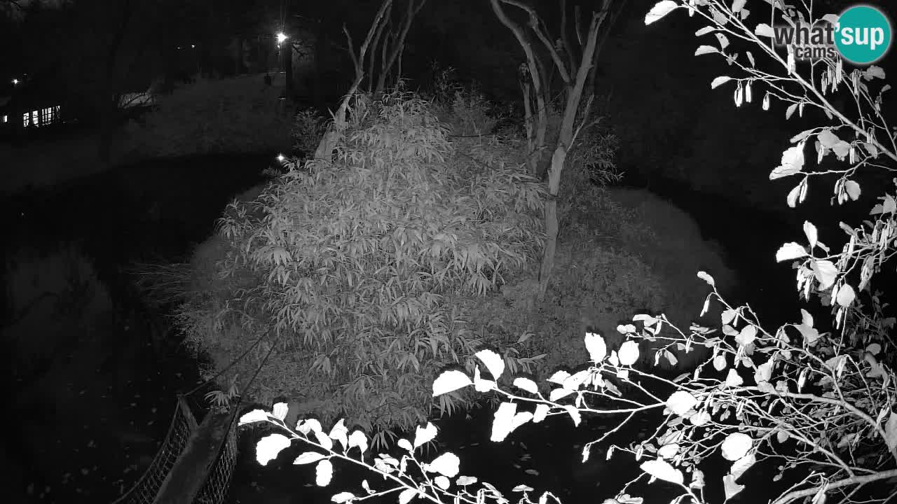 Gibon – Nomascus gabriellae – Zoo Ljubljana web kamera