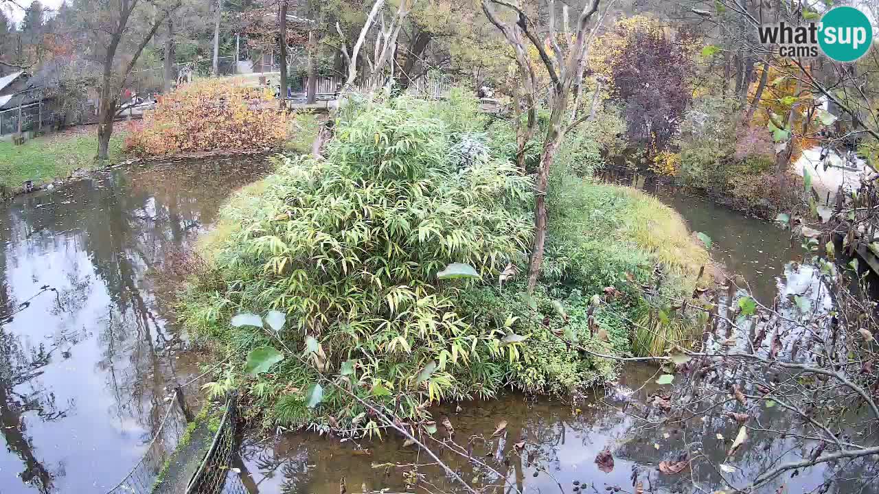 Gibbon à joues jaunes Zoo Ljubljana live cam