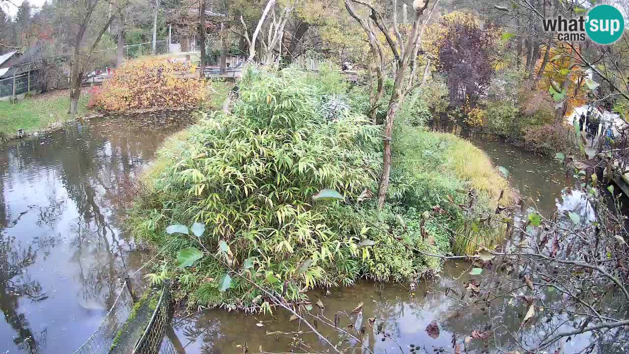 Gibon – Nomascus gabriellae – Zoo Ljubljana web kamera