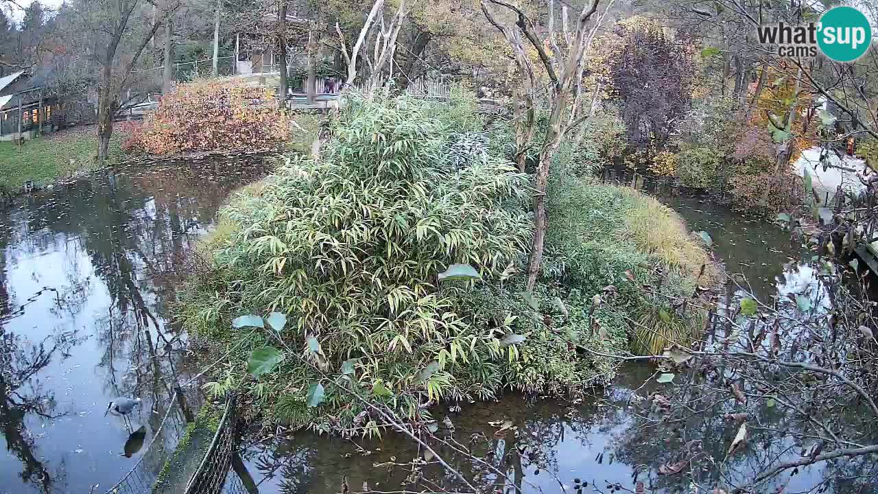 Gibbone dalle guance rosa nello ZOO di Ljubljana