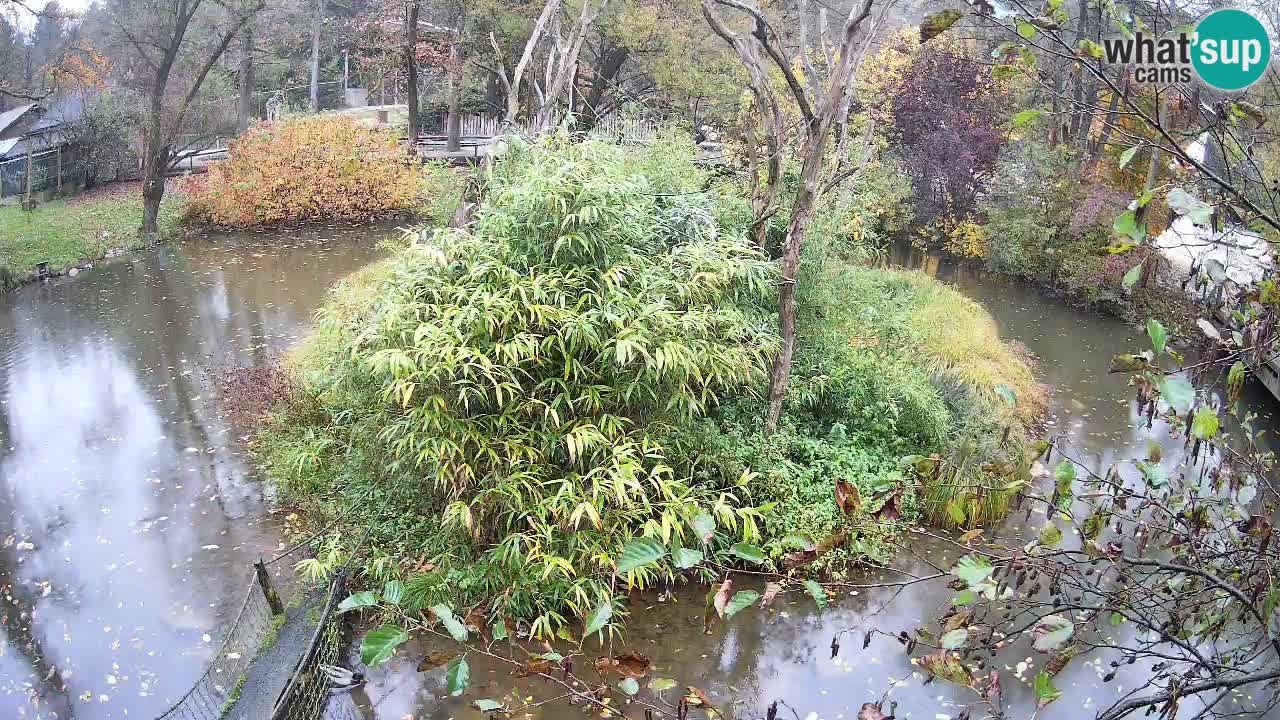 Gibon – Nomascus gabriellae – Zoo Ljubljana web kamera