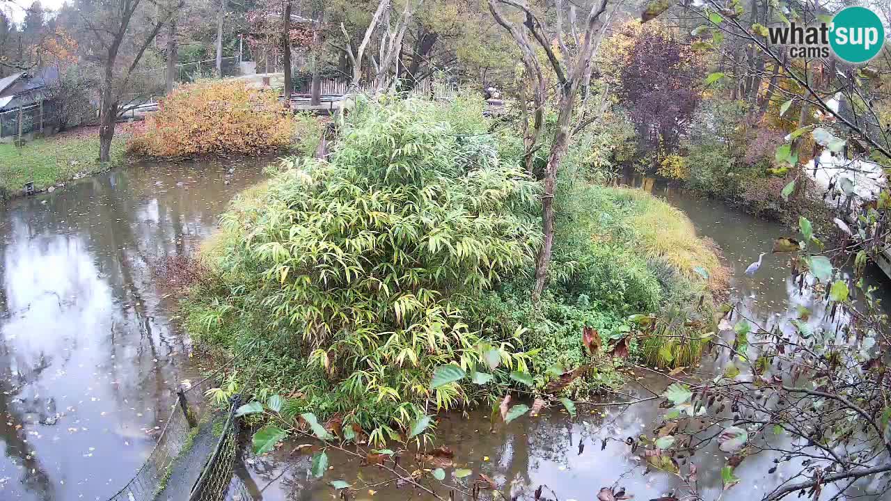 Gibon – Nomascus gabriellae – Zoo Ljubljana web kamera