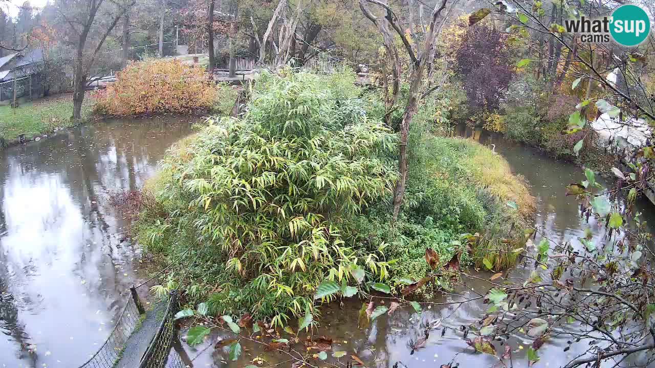 Gibon – Nomascus gabriellae – Zoo Ljubljana web kamera