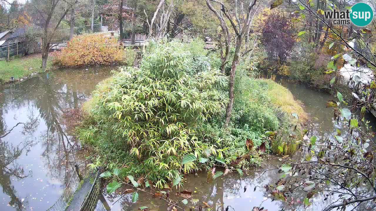 Gibon – Nomascus gabriellae – Zoo Ljubljana web kamera