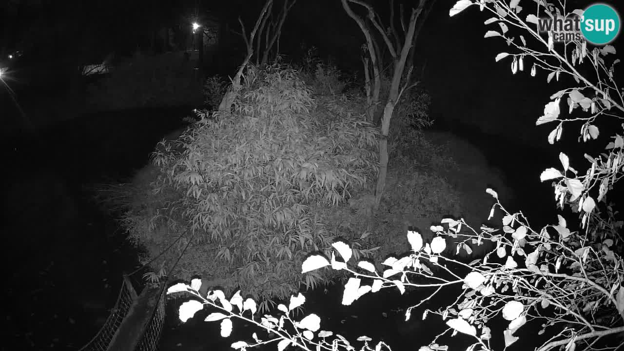 Gibbone dalle guance rosa nello ZOO di Ljubljana