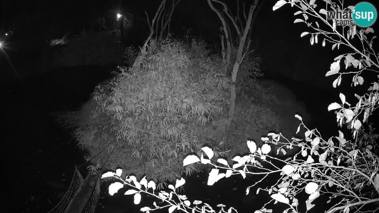 Gibbone dalle guance rosa nello ZOO di Ljubljana