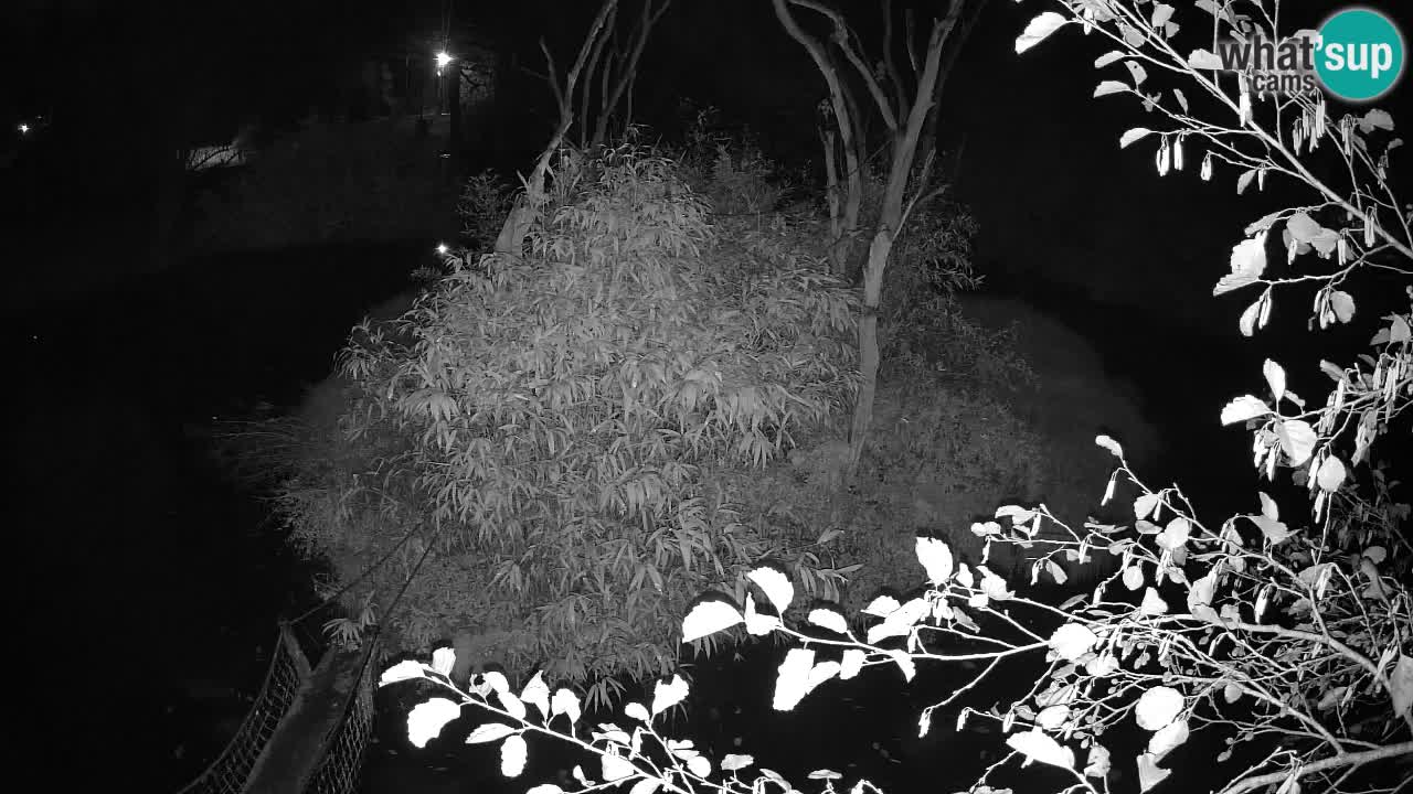 Gibbone dalle guance rosa nello ZOO di Ljubljana