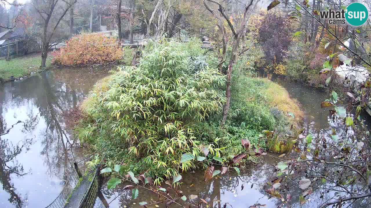 Gibón de mejillas beige Zoo Ljubljana