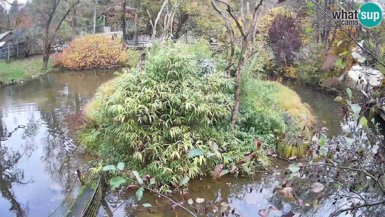 Südlicher Gelbwangen-Schopfgibbon Zoo Ljubljana webcam