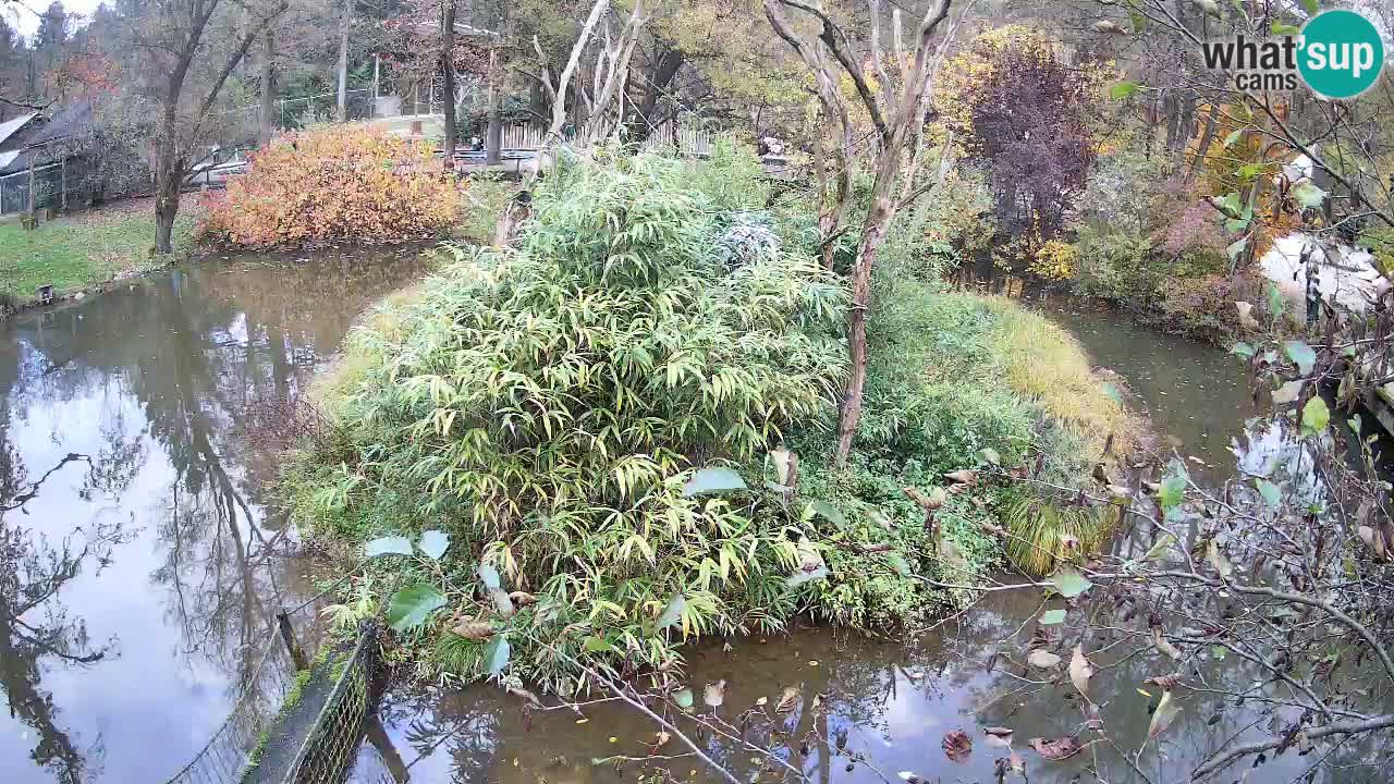 Gibón de mejillas beige Zoo Ljubljana