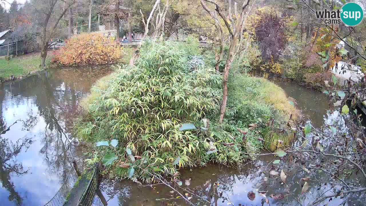 Gibon – Nomascus gabriellae – Zoo Ljubljana web kamera