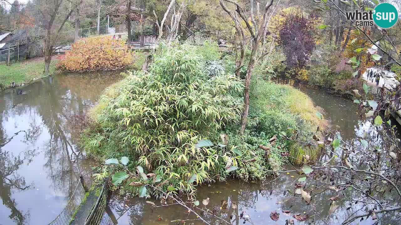 Gibon – Nomascus gabriellae – Zoo Ljubljana web kamera