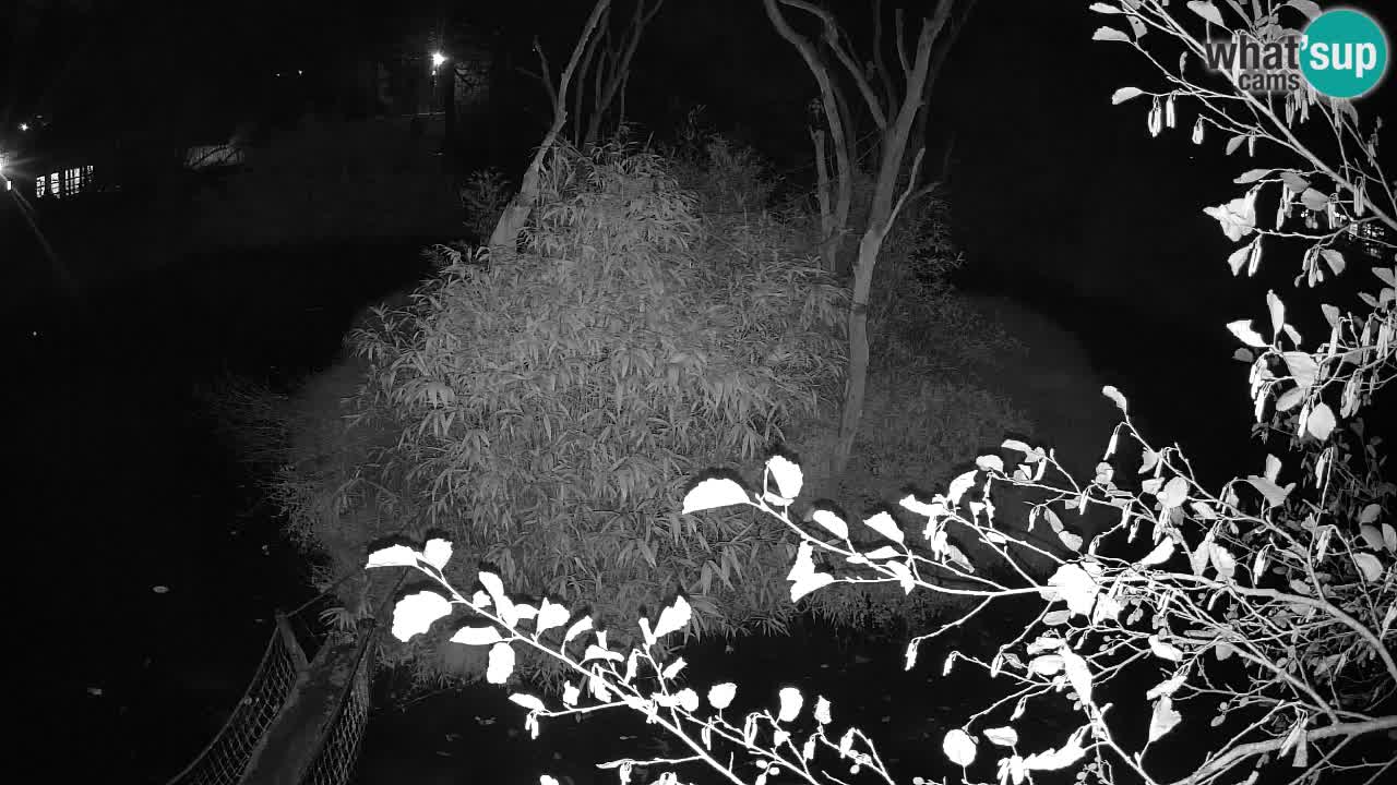 Südlicher Gelbwangen-Schopfgibbon Zoo Ljubljana webcam