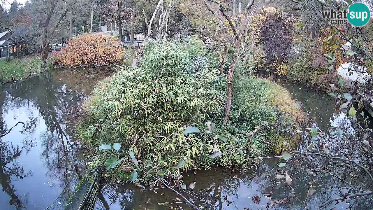 Südlicher Gelbwangen-Schopfgibbon Zoo Ljubljana webcam