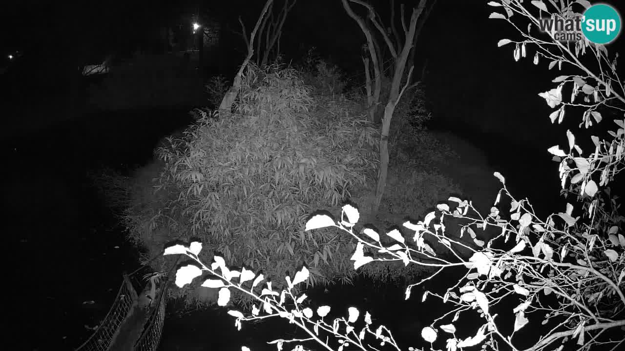 Gibón de mejillas beige Zoo Ljubljana