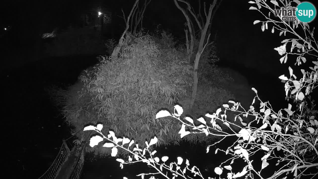 Gibon – Nomascus gabriellae – Zoo Ljubljana web kamera