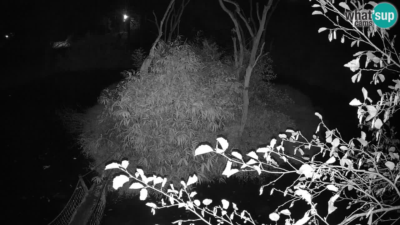 Südlicher Gelbwangen-Schopfgibbon Zoo Ljubljana webcam