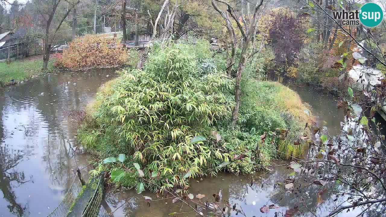 Yellow-cheeked gibbon Zoo Ljubljana livecam